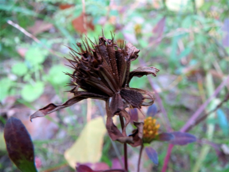 Dreiteiliger Zweizahn (Bidens tripartita) in Speyer