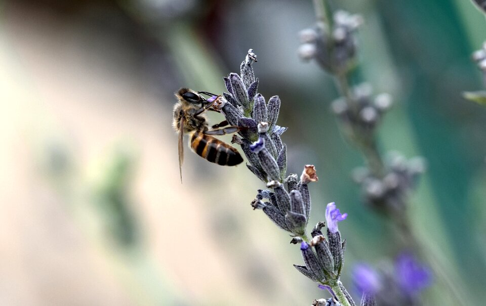 Flora garden insect