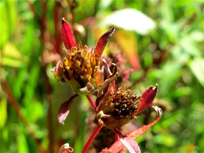 Dreiteiliger Zweizahn (Bidens tripartita) im Naturschutzgebiet "St. Arnualer Wiesen" photo