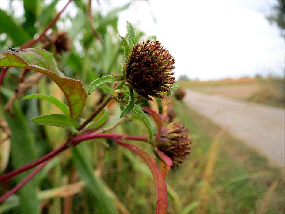 Dreiteiliger Zweizahn (Bidens tripartita) im Hockenheimer Rheinbogen