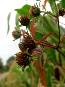 Dreiteiliger Zweizahn (Bidens tripartita) im Hockenheimer Rheinbogen