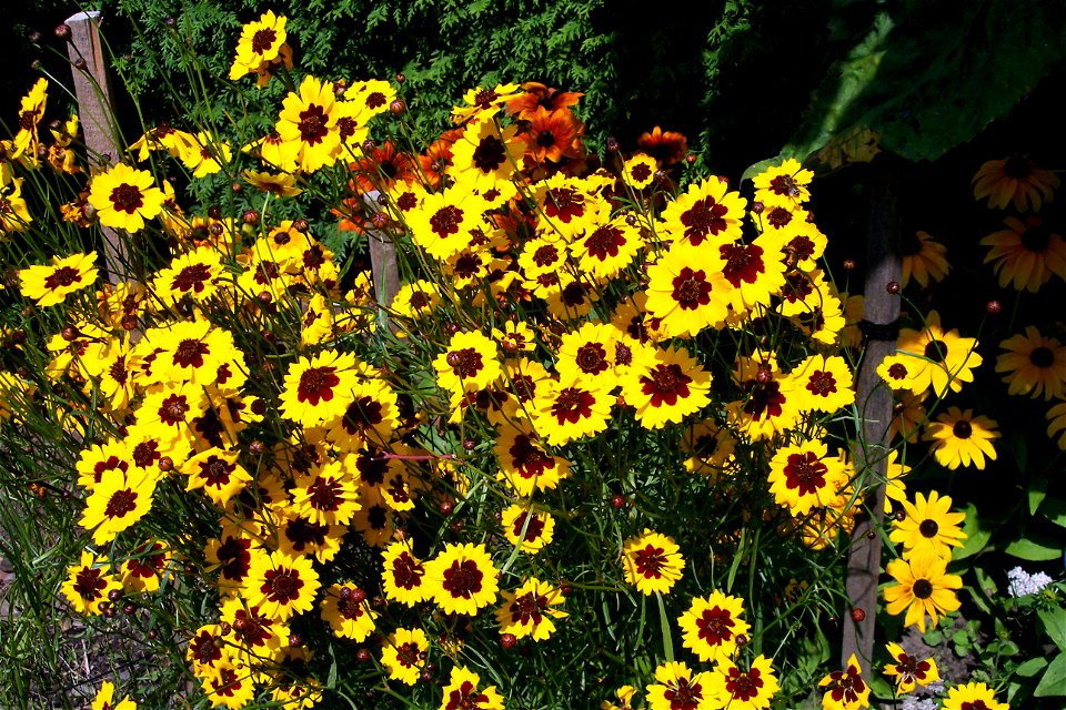 Mädchenauge bicolor