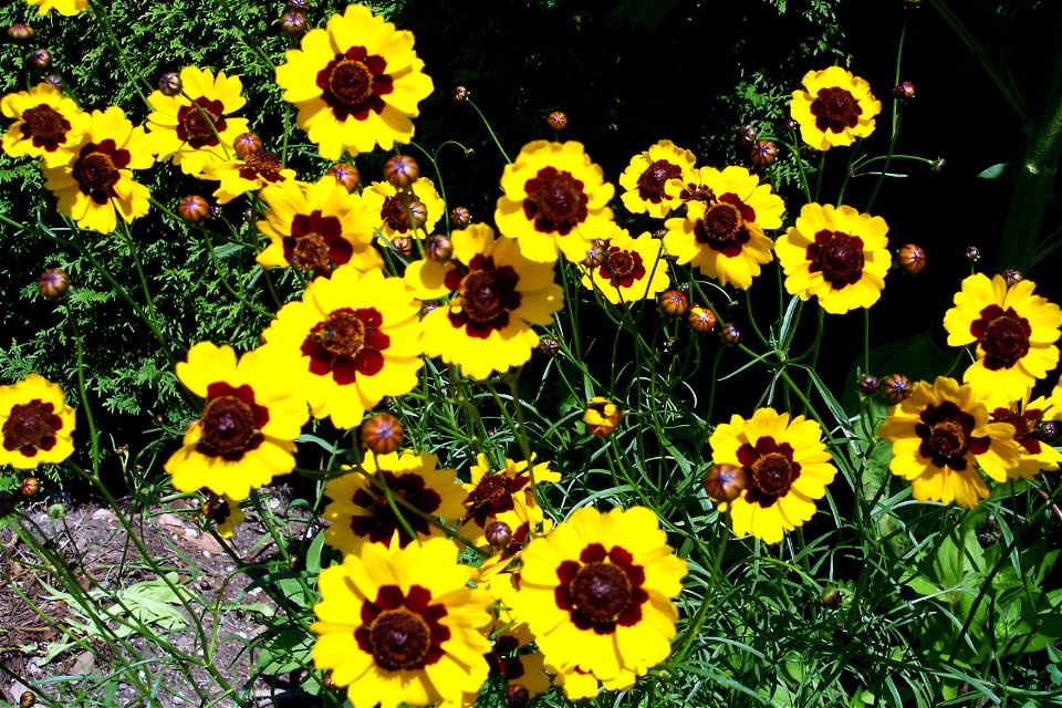Mädchenauge bicolor