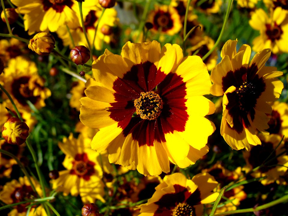 I am the originator of this photo. I hold the copyright. I release it to the public domain. This photo depicts flowers of an undientified member of the Asteraceae, probably a Coreopsis.