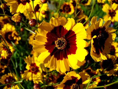 I am the originator of this photo. I hold the copyright. I release it to the public domain. This photo depicts flowers of an undientified member of the Asteraceae, probably a Coreopsis.