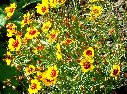  ; Flowers, trees, and other plant stuff
Picture of some yellow flowers. Not sure what kind.