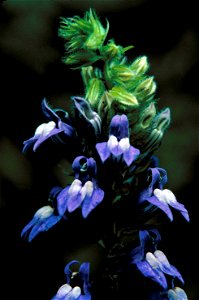 Image title: Great blue lobelia plant flower lobelia siphilitica
Image from Public domain images website, http://www.public-domain-image.com/full-image/flora-plants-public-domain-images-pictures/flowe