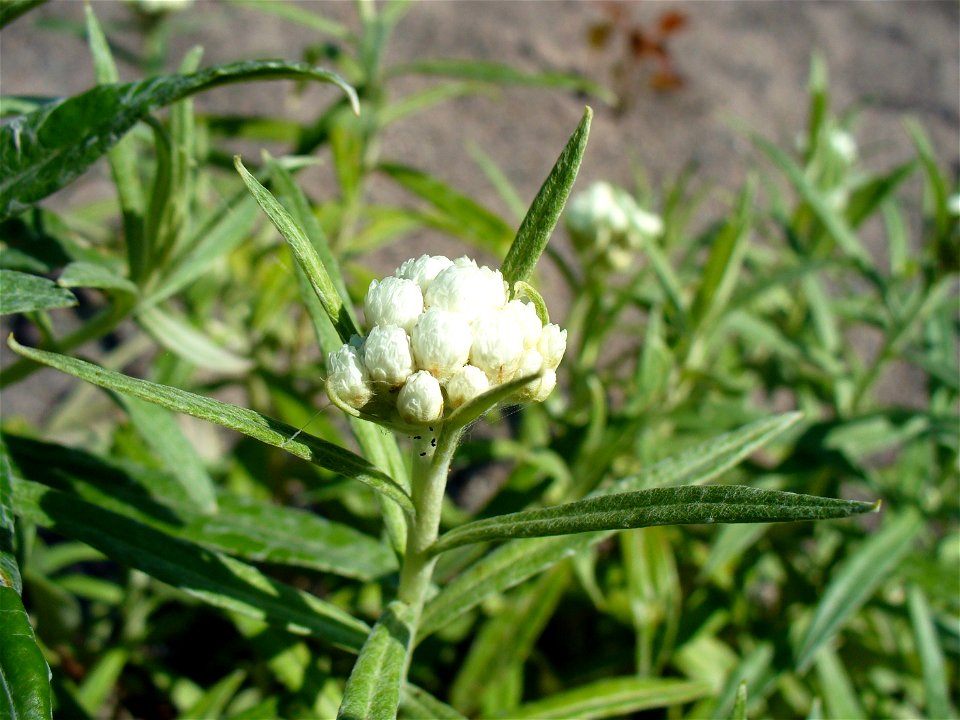 I am the originator of this photo. I hold the copyright. I release it to the public domain. This photo depicts flowers.