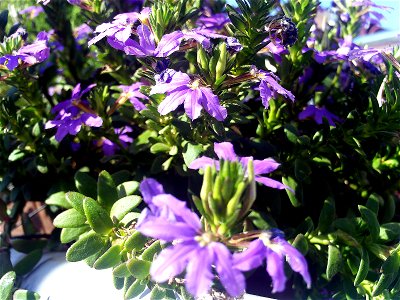 Scaevola aemula flower close up, Torrelamata, Torrevieja, Alicante, Spain