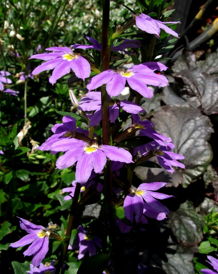 Scaevola aemula 'New Wonder' at the San Diego County Fair, California, USA. Identified by exhibitor's sign.