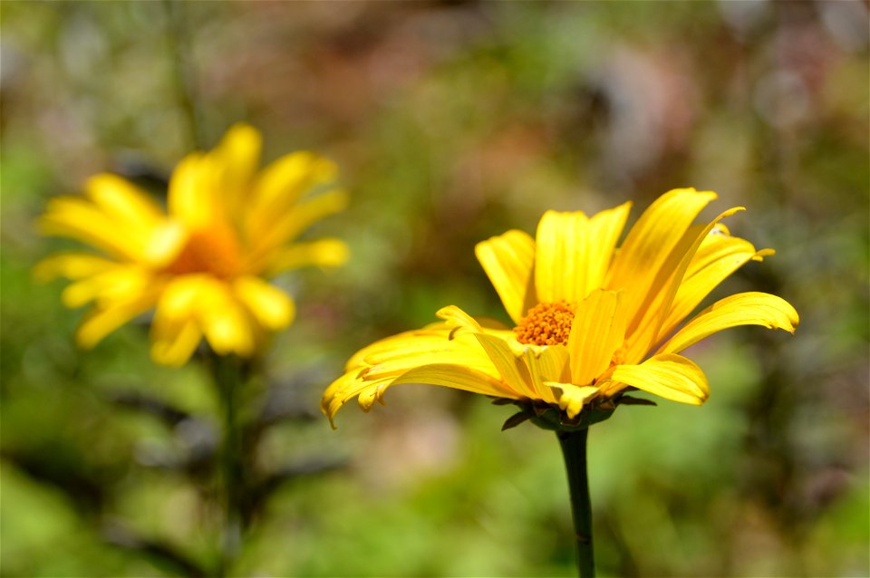 Oxeye Sunflower Heliopsis helianthoides inflorescence. "False sunflower". Herbaceous perennial.