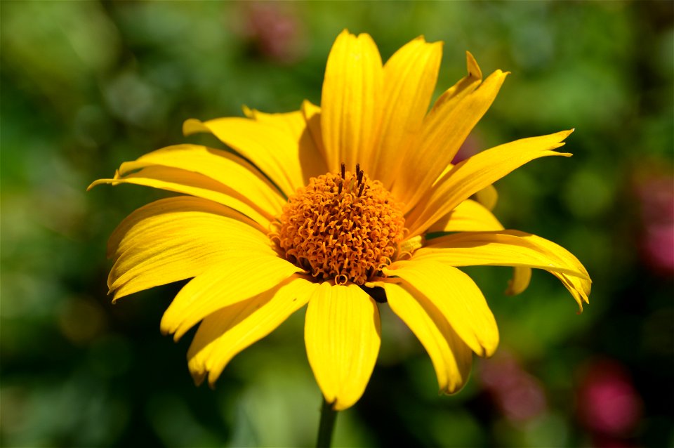 Oxeye Sunflower Heliopsis helianthoides inflorescence. "False sunflower". Herbaceous perennial.