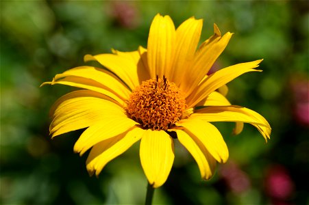 Oxeye Sunflower Heliopsis helianthoides inflorescence. "False sunflower". Herbaceous perennial.
