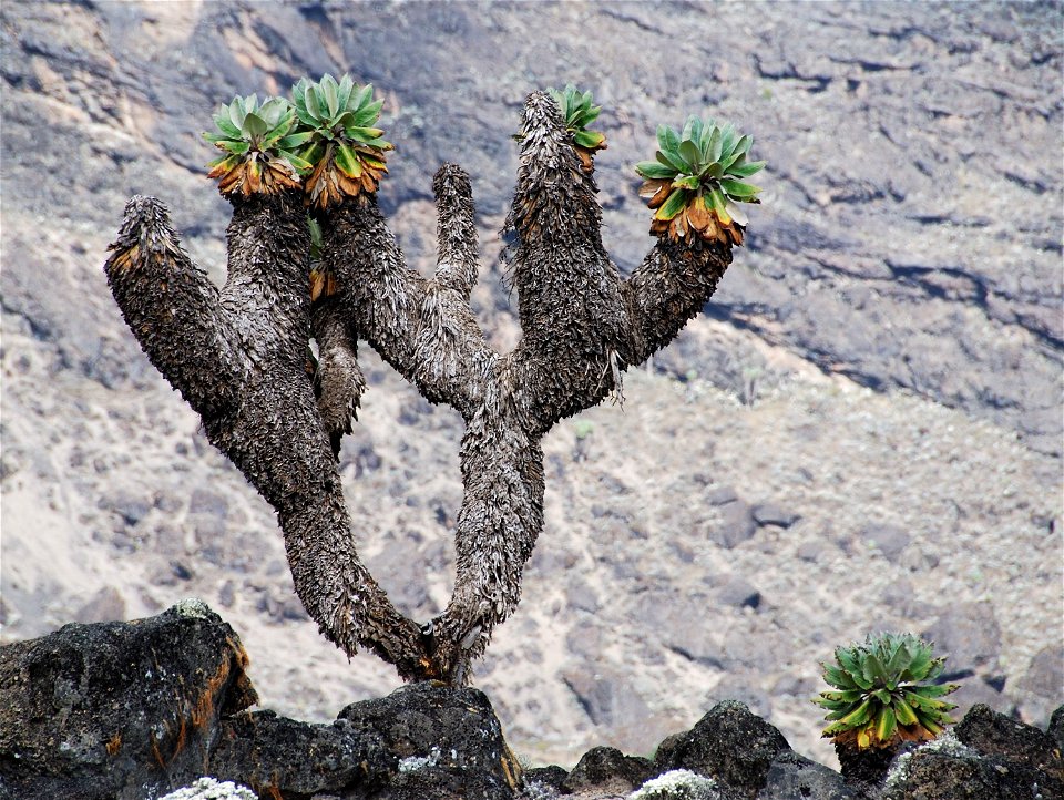 A large Senecio Kilimanjari tree, close to Barranco camp on Mount Kilimanjaro.