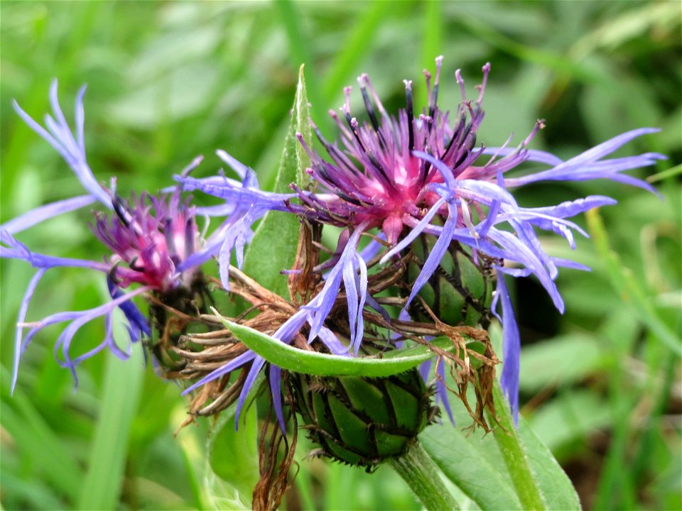 Berg-Flockenblume (Centaurea montana) oberhalb vom Schalkenmehrener Maar