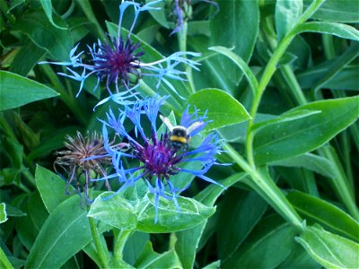 A bumblebee gathering pollen from a cornflower (Centaurea montana likely).