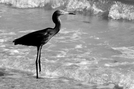 Nature ocean wading photo