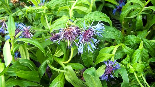 These are Centaurea flowers photo