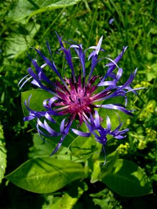 Centaurea montana (Asteraceae). Mont d'Amin, NE, Switzerland. photo