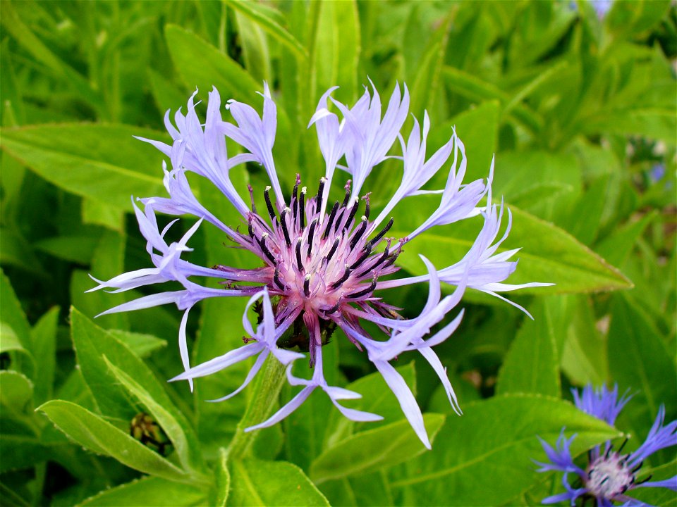 I am the originator of this photo. I hold the copyright. I release it to the public domain. This photo depicts a flower.