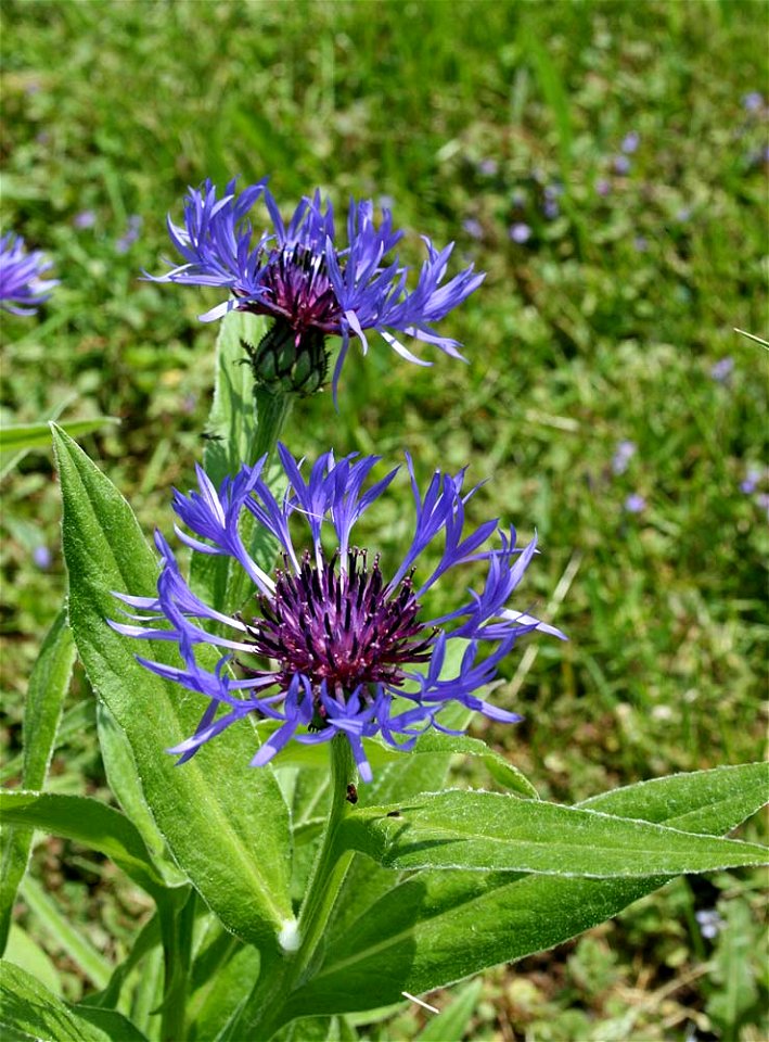 I took this photo of a cornflower on May 28, 2007.
This is a Perennial Cornflower: Centaurea montana