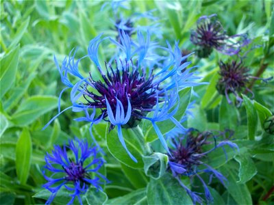 A picture of a blue/purple cornflower (Centaurea sp.).