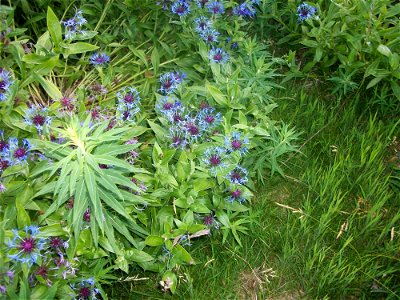 Centaurea montana photo