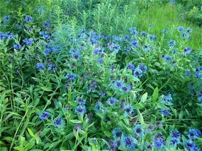 Centaurea montana photo