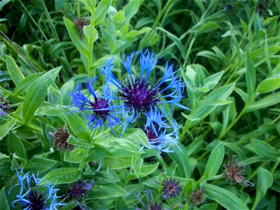 Centaurea montana photo