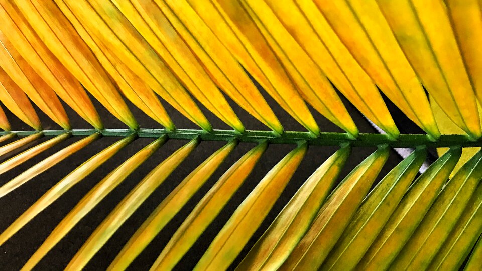 Palm nature leaf