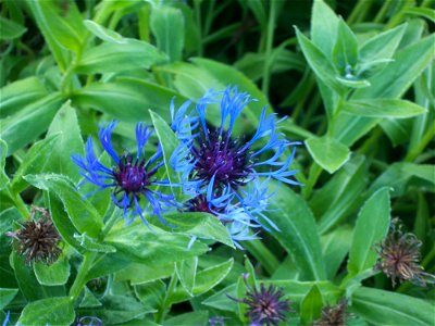 Centaurea montana photo