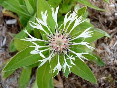 I am the originator of this photo. I hold the copyright. I release it to the public domain. This photo depicts a white-flowered cultivar of Centaurea montana. photo