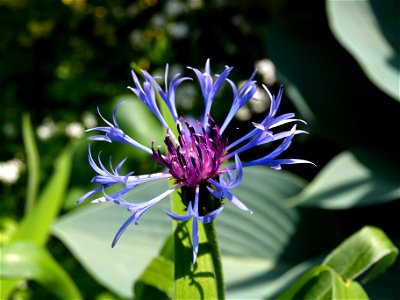 Mountain cornflower (Centaurea montana).