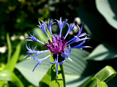 Mountain cornflower (Centaurea montana). photo