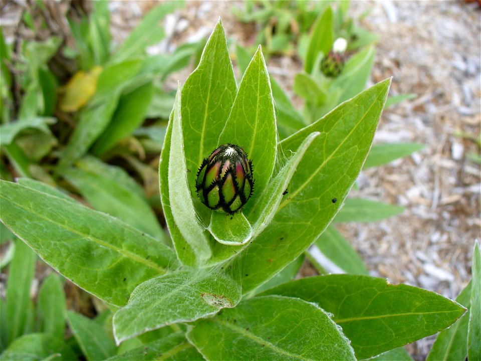 I am the originator of this photo. I hold the copyright. I release it to the public domain. This photo depicts a Centaurea montana flower bud.