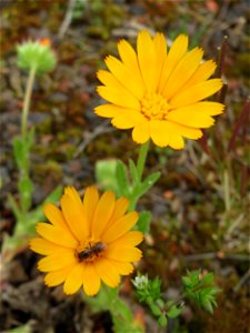 Acker-Ringelblume (Calendula arvensis) in der Kurfürstenanlage in Heidelberg