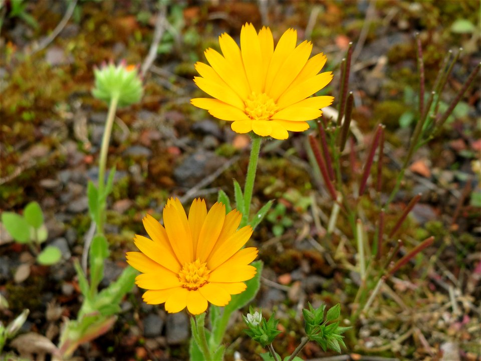 Acker-Ringelblume (Calendula arvensis) in der Kurfürstenanlage in Heidelberg