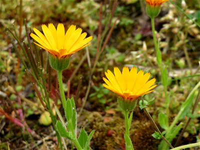 Acker-Ringelblume (Calendula arvensis) in der Kurfürstenanlage in Heidelberg