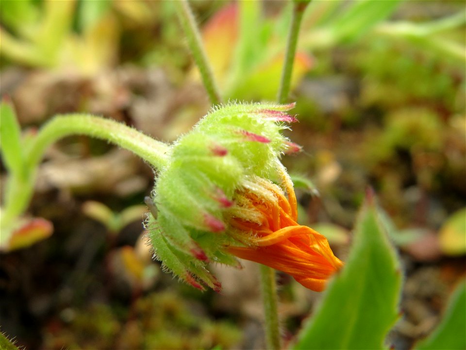 Acker-Ringelblume (Calendula arvensis) in der Kurfürstenanlage in Heidelberg