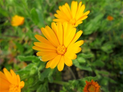 Acker-Ringelblume (Calendula arvensis) in Hockenheim - gesetzt in einem Grünstreifen in einer Maßnahme des Nabu Hockenheim zur Erhaltung der Artenvielfalt durch Wildblumen an Straßen- und Wegrändern