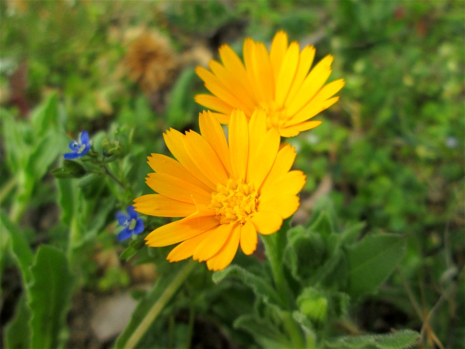 Acker-Ringelblume (Calendula arvensis) in Hockenheim - gesetzt in einem Grünstreifen in einer Maßnahme des Nabu Hockenheim zur Erhaltung der Artenvielfalt durch Wildblumen an Straßen- und Wegrändern