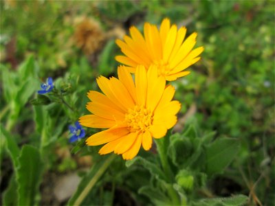 Acker-Ringelblume (Calendula arvensis) in Hockenheim - gesetzt in einem Grünstreifen in einer Maßnahme des Nabu Hockenheim zur Erhaltung der Artenvielfalt durch Wildblumen an Straßen- und Wegrändern