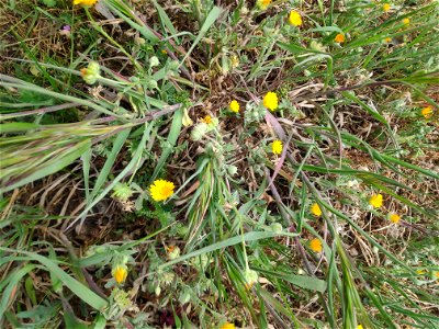 Boixac de camp. (Calendula arvensis). Presa a Montblanc (Conca de Barberà-Catalunya). A 550 m. d'alçada