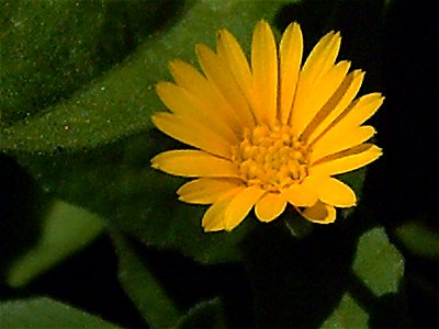 Calendula arvensis Inflorescence Closeup , in Sierra Madrona, Spain photo