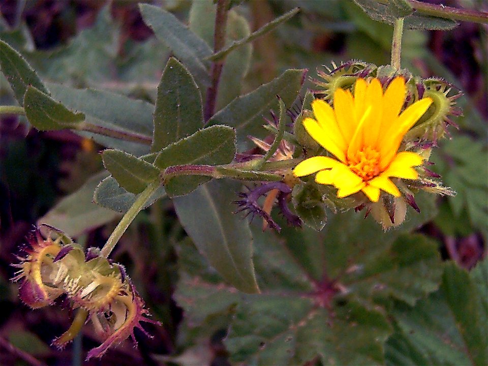 Calendula arvensis Inflorescence Closeup and fruits, in Sierra Madrona, Spain