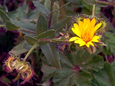 Calendula arvensis Inflorescence Closeup and fruits, in Sierra Madrona, Spain