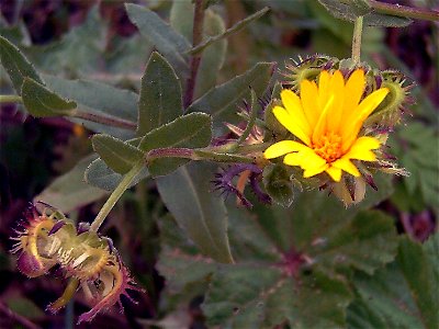 Calendula arvensis Inflorescence Closeup and fruits, in Sierra Madrona, Spain photo