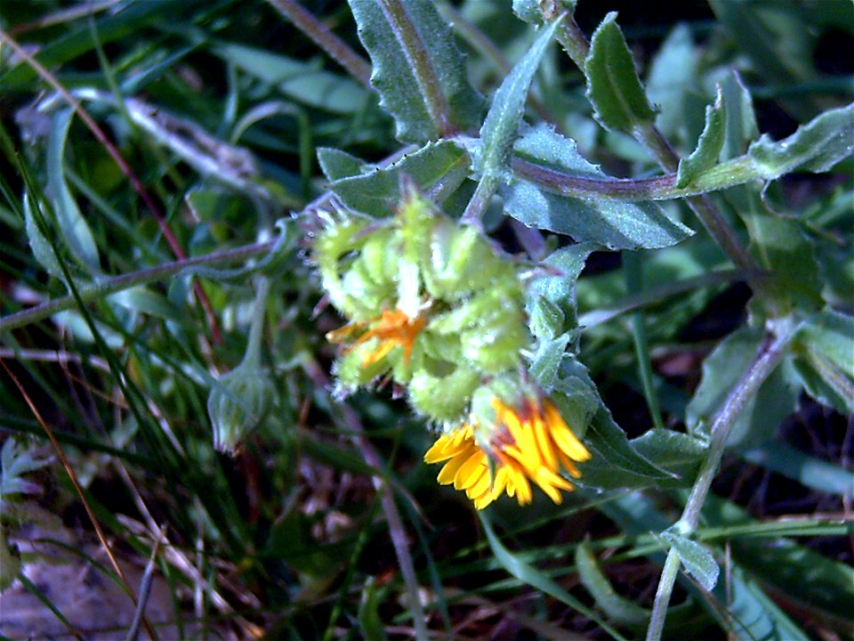 Calendula arvensis Fruits Dehesa Boyal de Puertollano, Spain photo