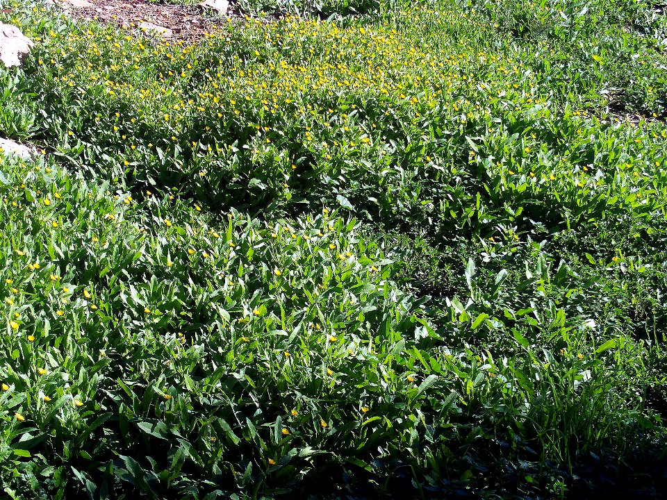 Calendula arvensis Habit, in Sierra Madrona, Spain.