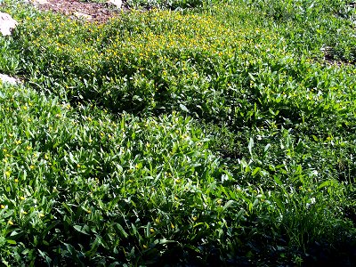 Calendula arvensis Habit, in Sierra Madrona, Spain.
